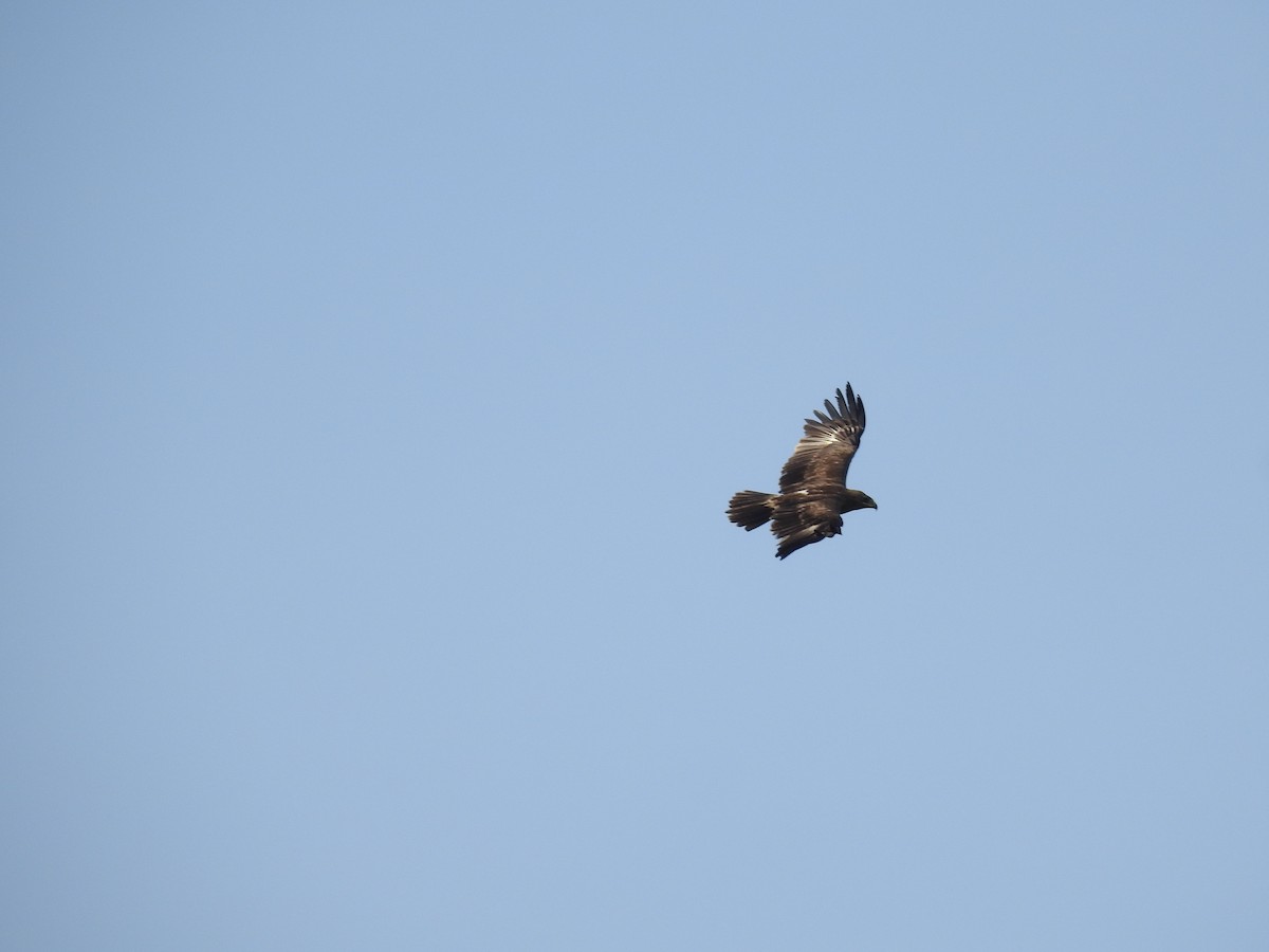 Indian Spotted Eagle - ML620201284