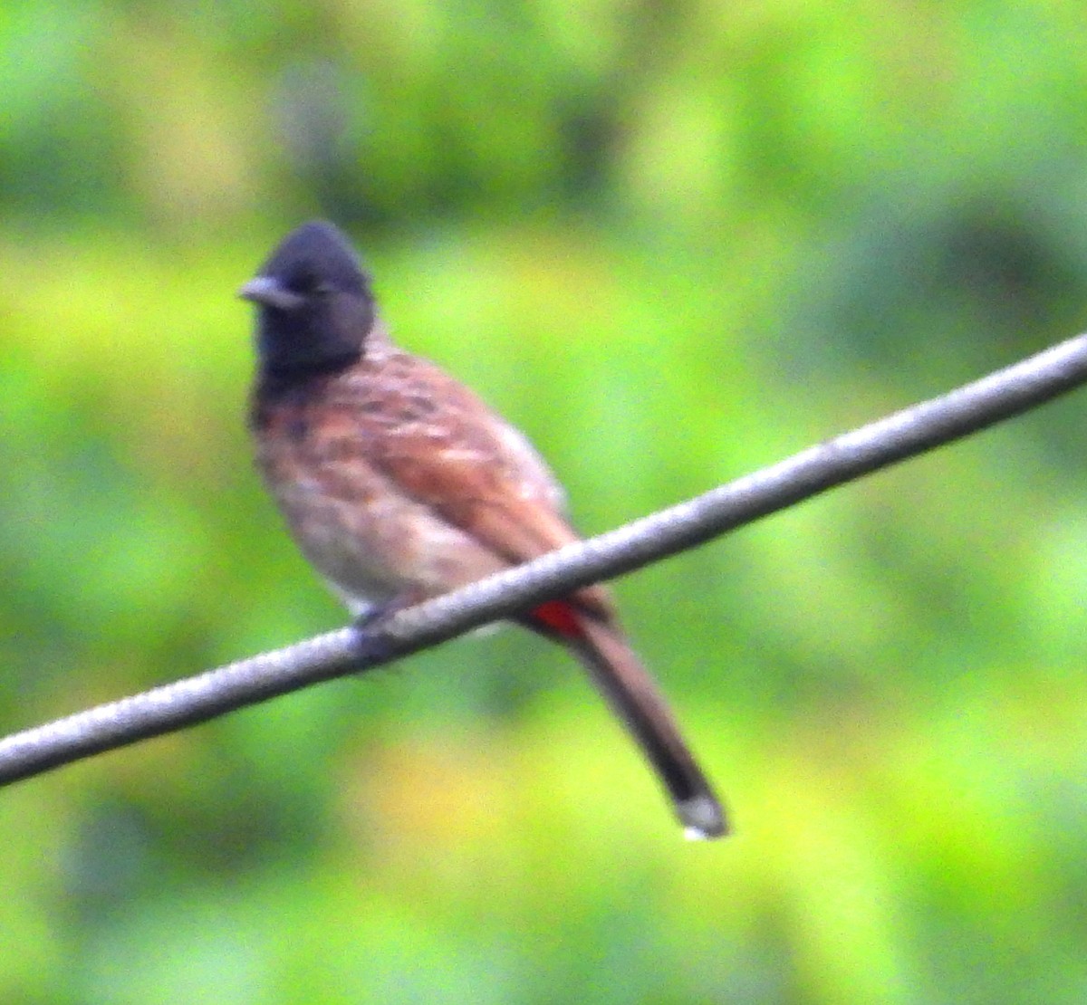 Red-vented Bulbul - ML620201287