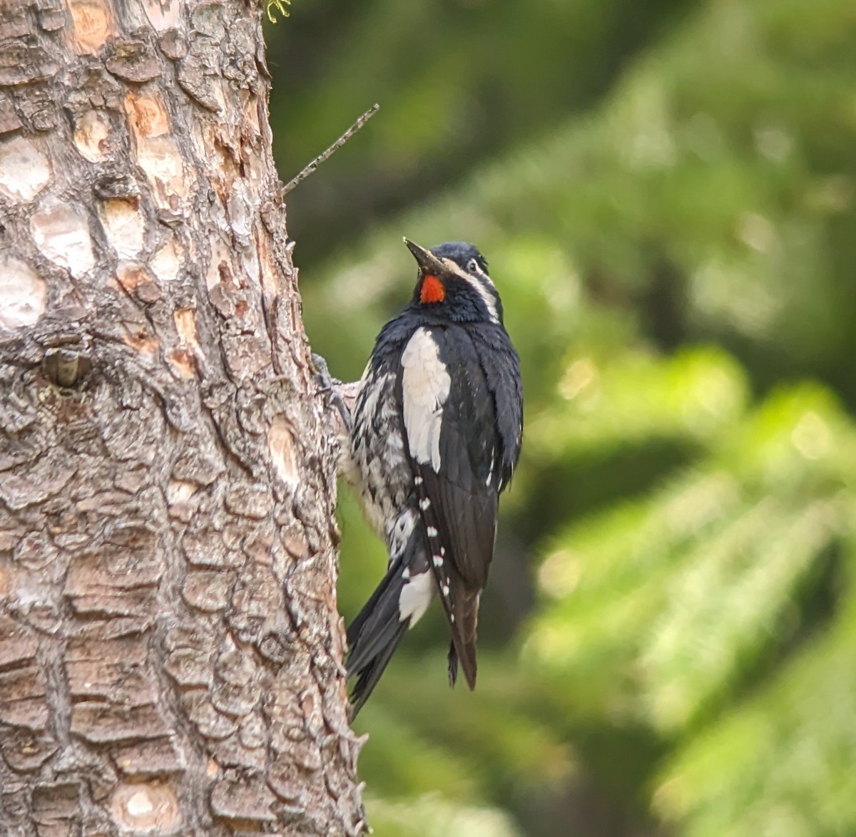 Williamson's Sapsucker - ML620201288