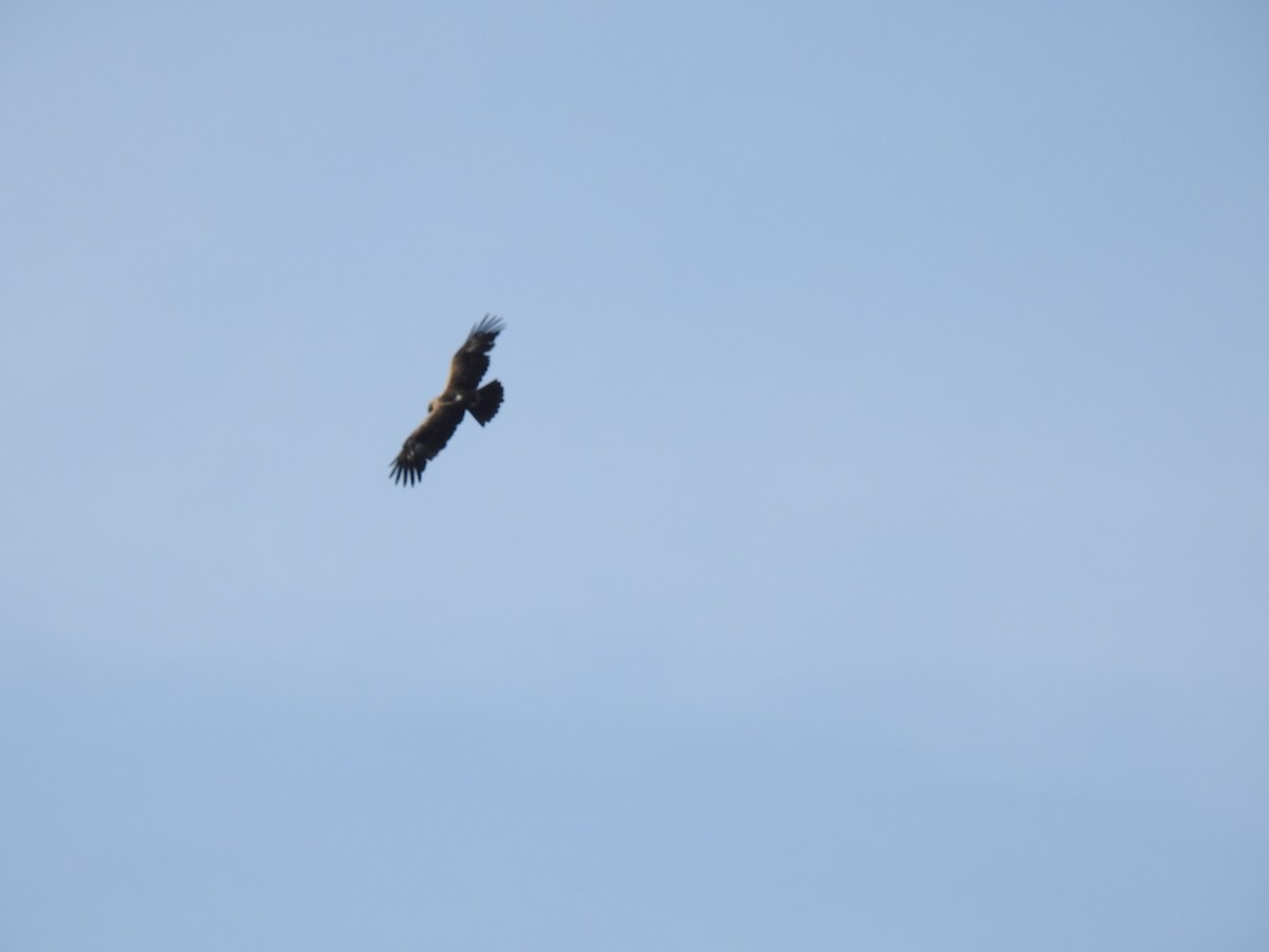 Indian Spotted Eagle - ML620201290