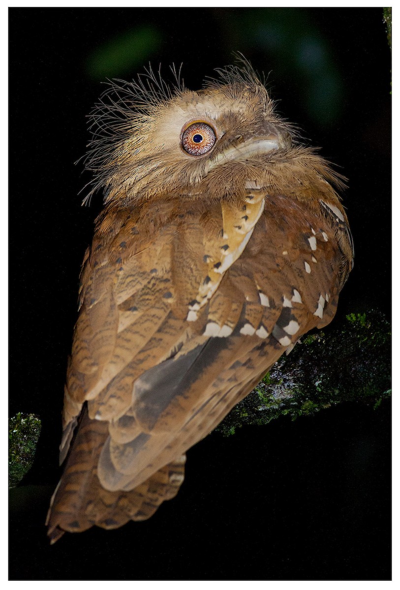 Philippine Frogmouth - ML620201291