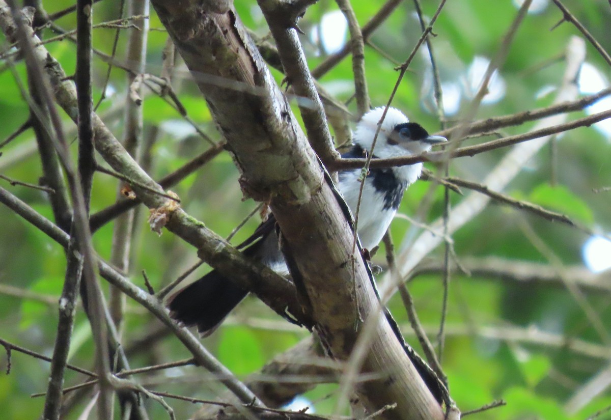 Pied Monarch - ML620201294