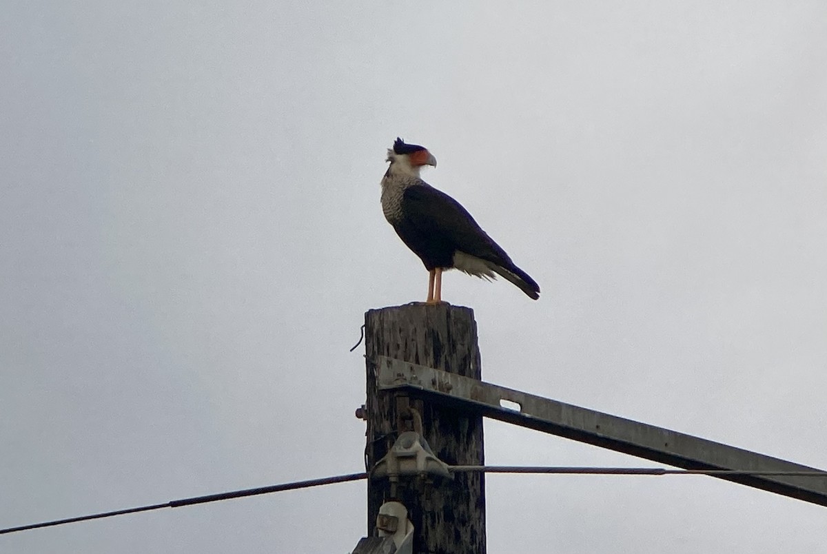 Crested Caracara - ML620201295