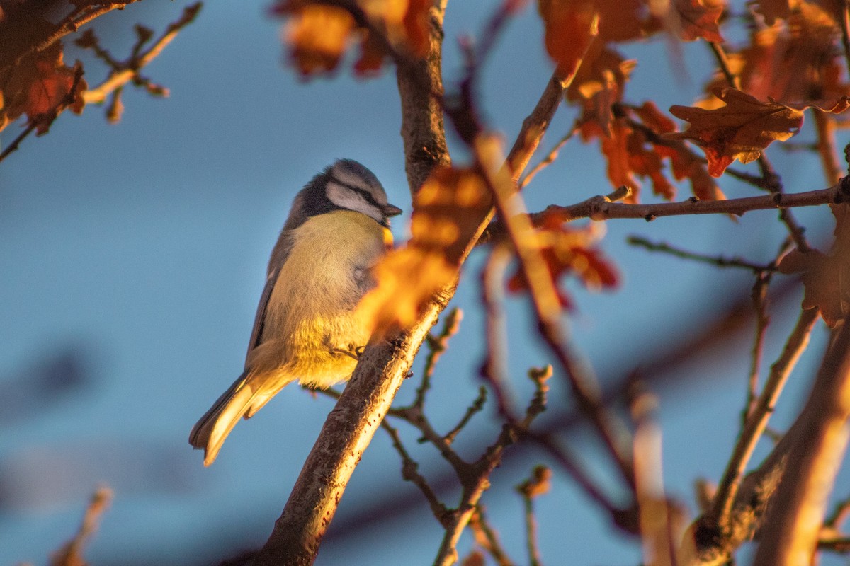 Eurasian Blue Tit - ML620201308