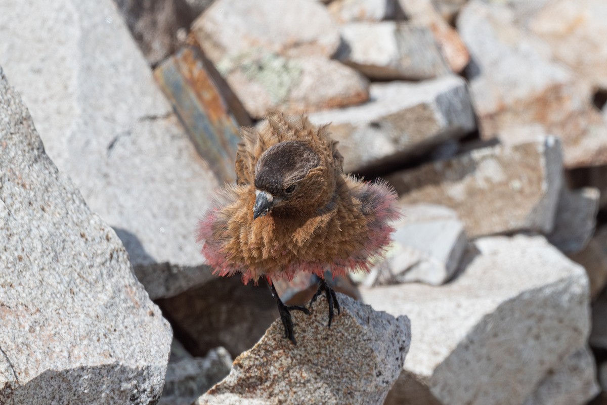 Brown-capped Rosy-Finch - ML620201310