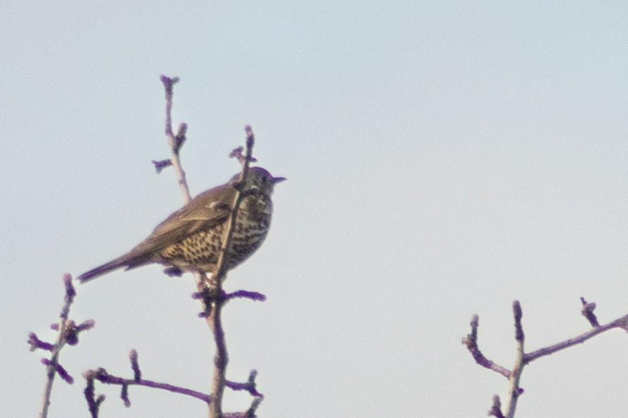 Mistle Thrush - ML620201311