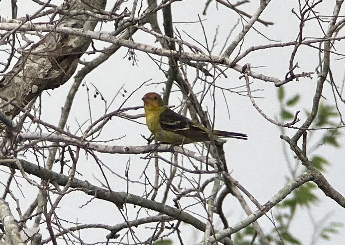 Western Tanager - ML620201312
