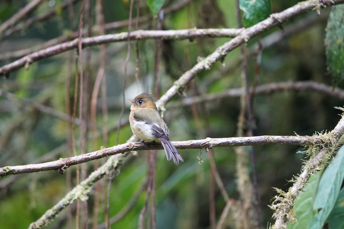 Tufted Flycatcher - ML620201313