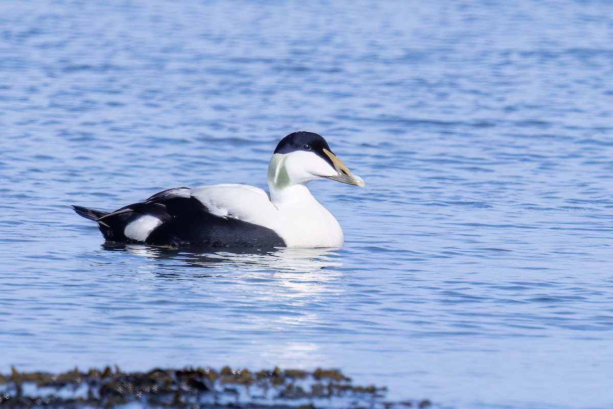 Common Eider - ML620201316