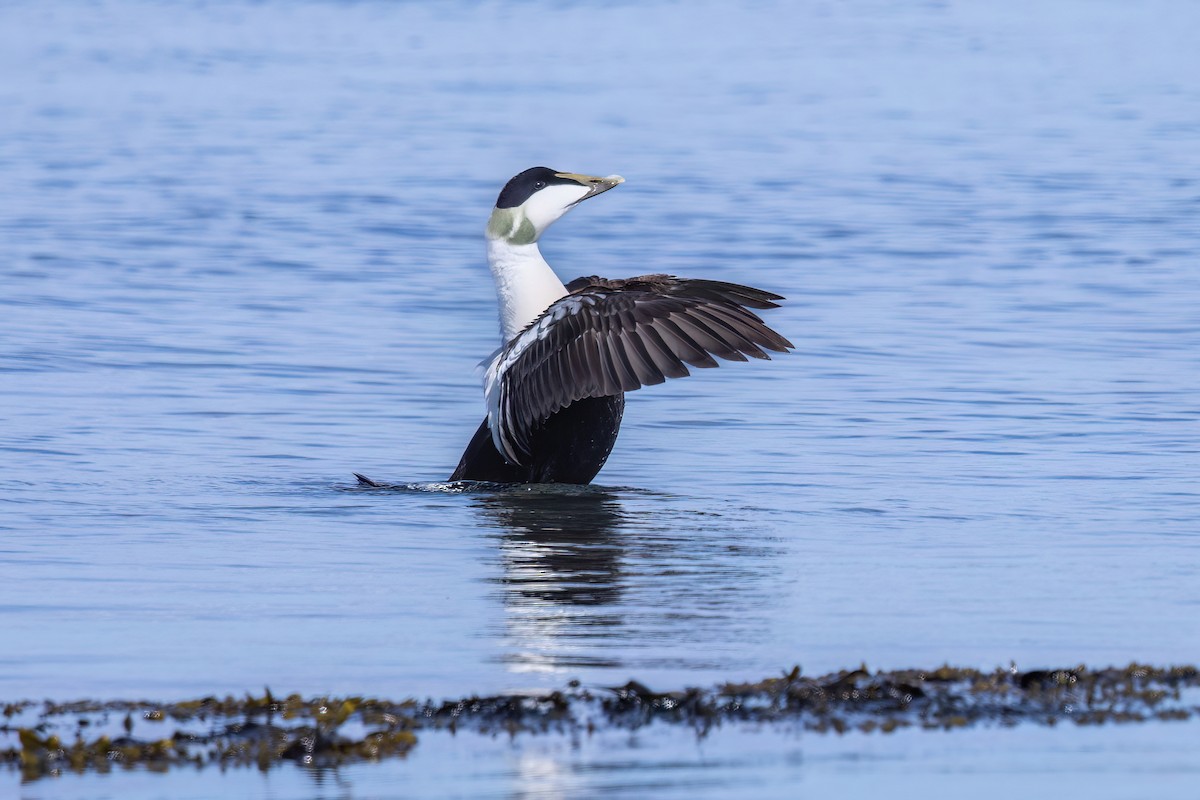 Common Eider - ML620201318