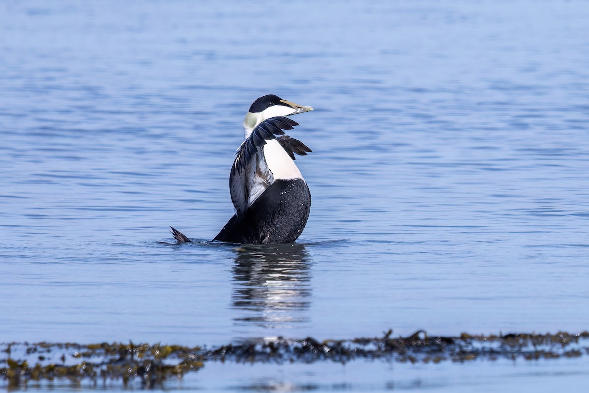 Common Eider - ML620201319