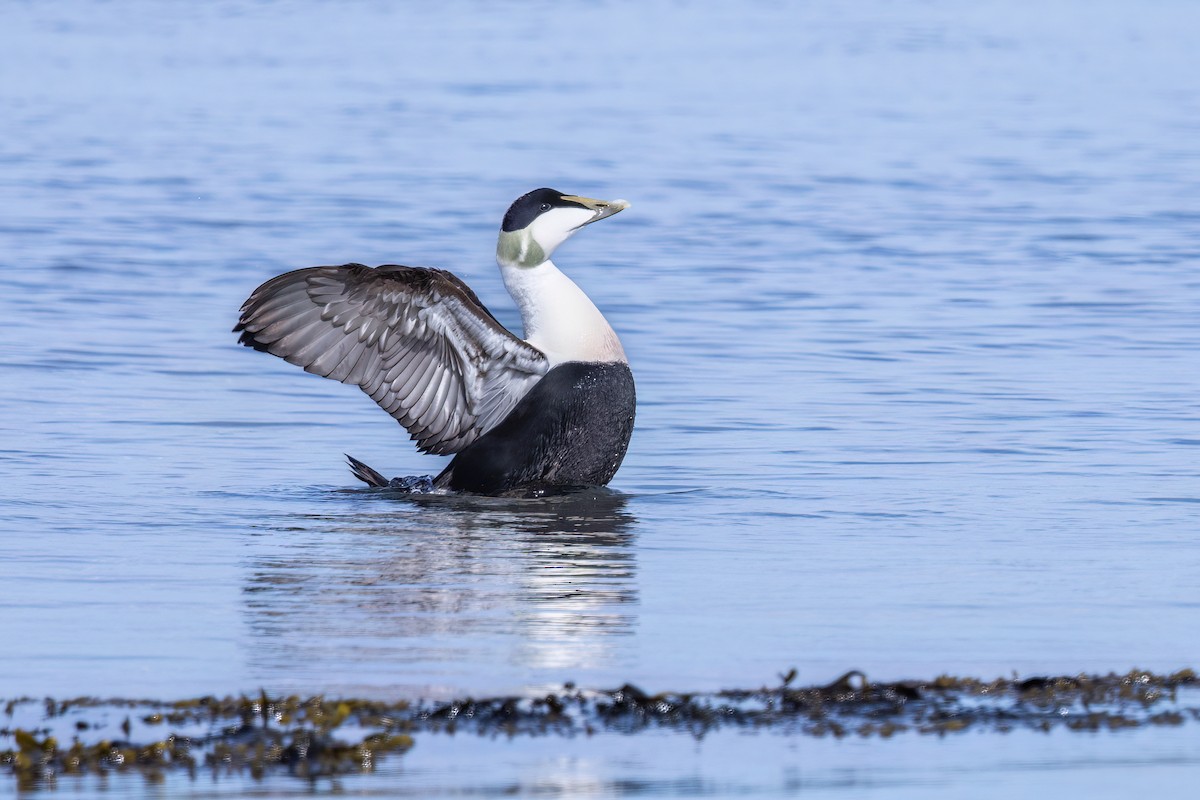 Common Eider - ML620201320