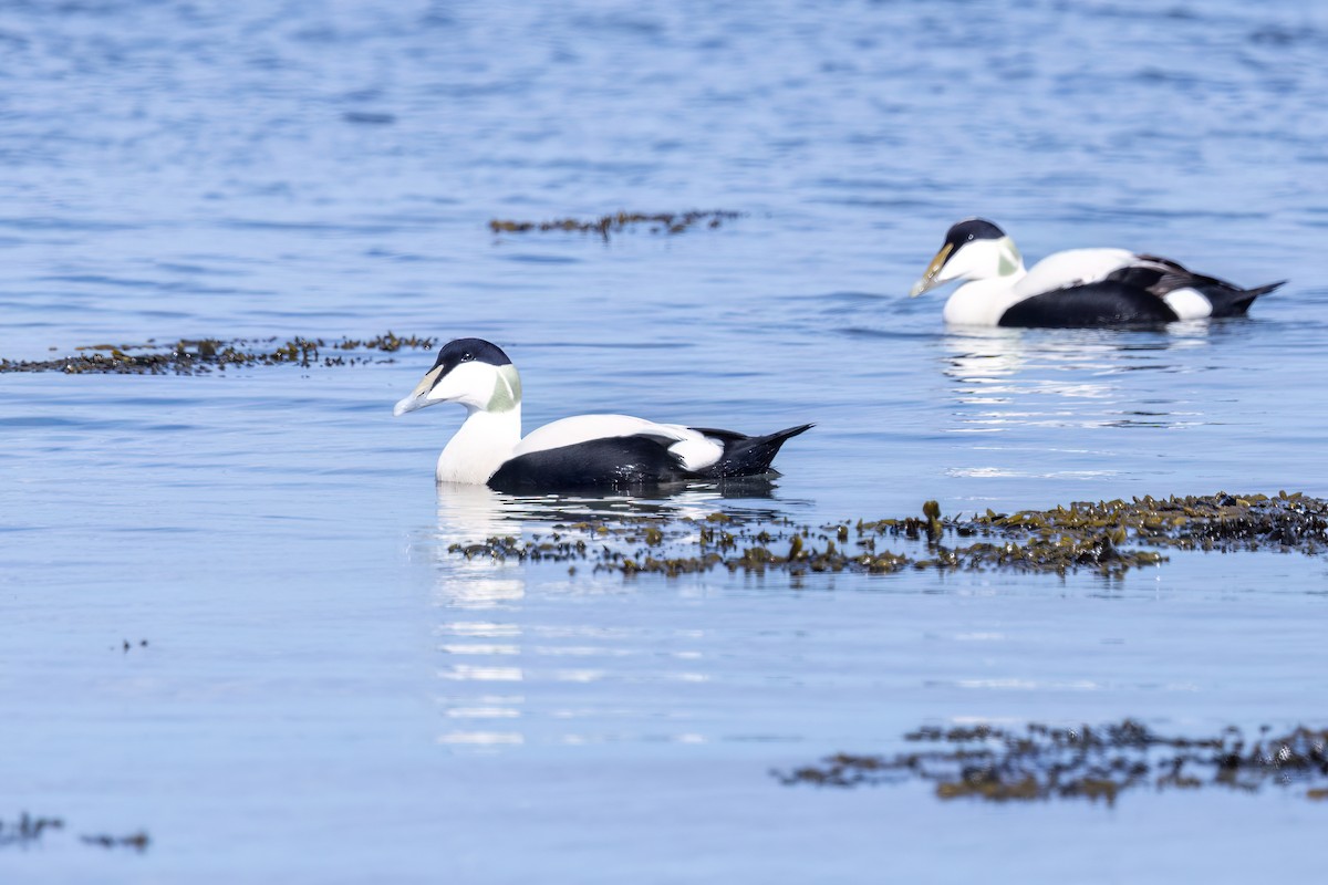 Common Eider - ML620201322