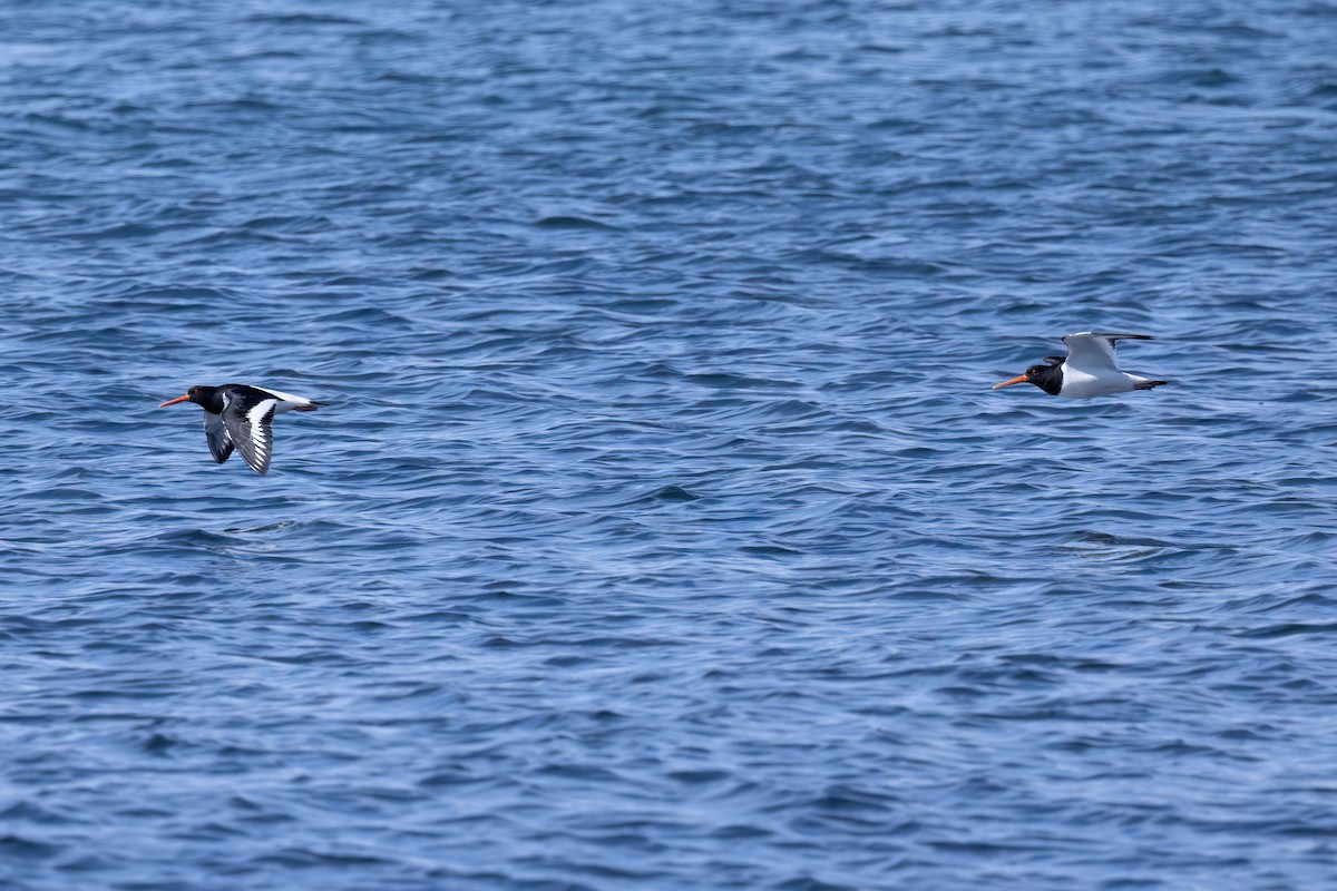 Eurasian Oystercatcher - ML620201323