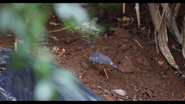 Sunbittern - ML620201327