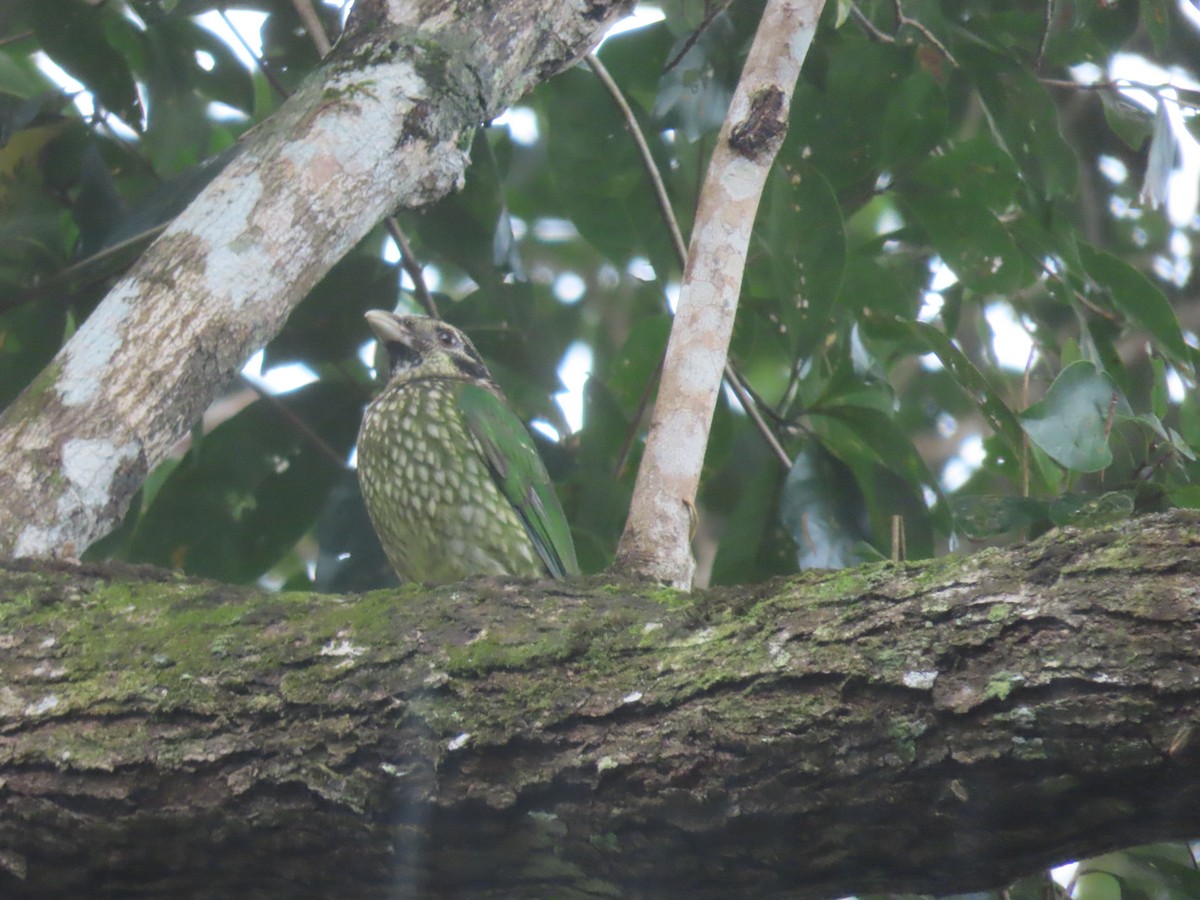 Spotted Catbird - ML620201328