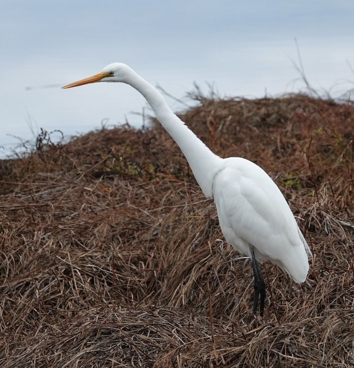 Great Egret - ML620201329