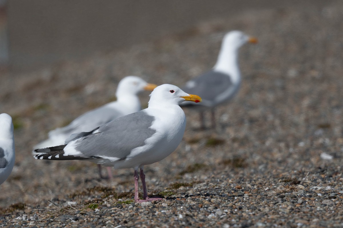 Herring Gull (Vega) - ML620201332