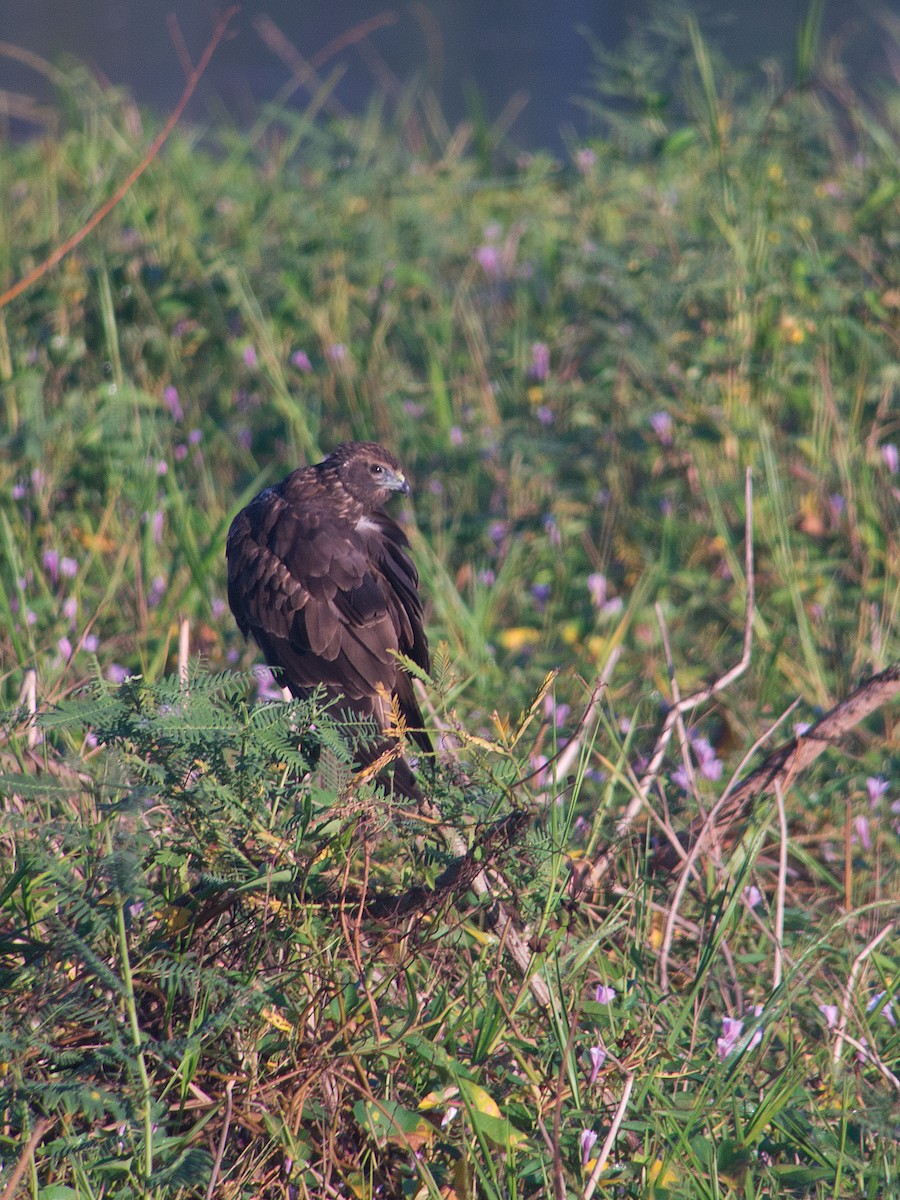 Eastern Marsh Harrier - ML620201333