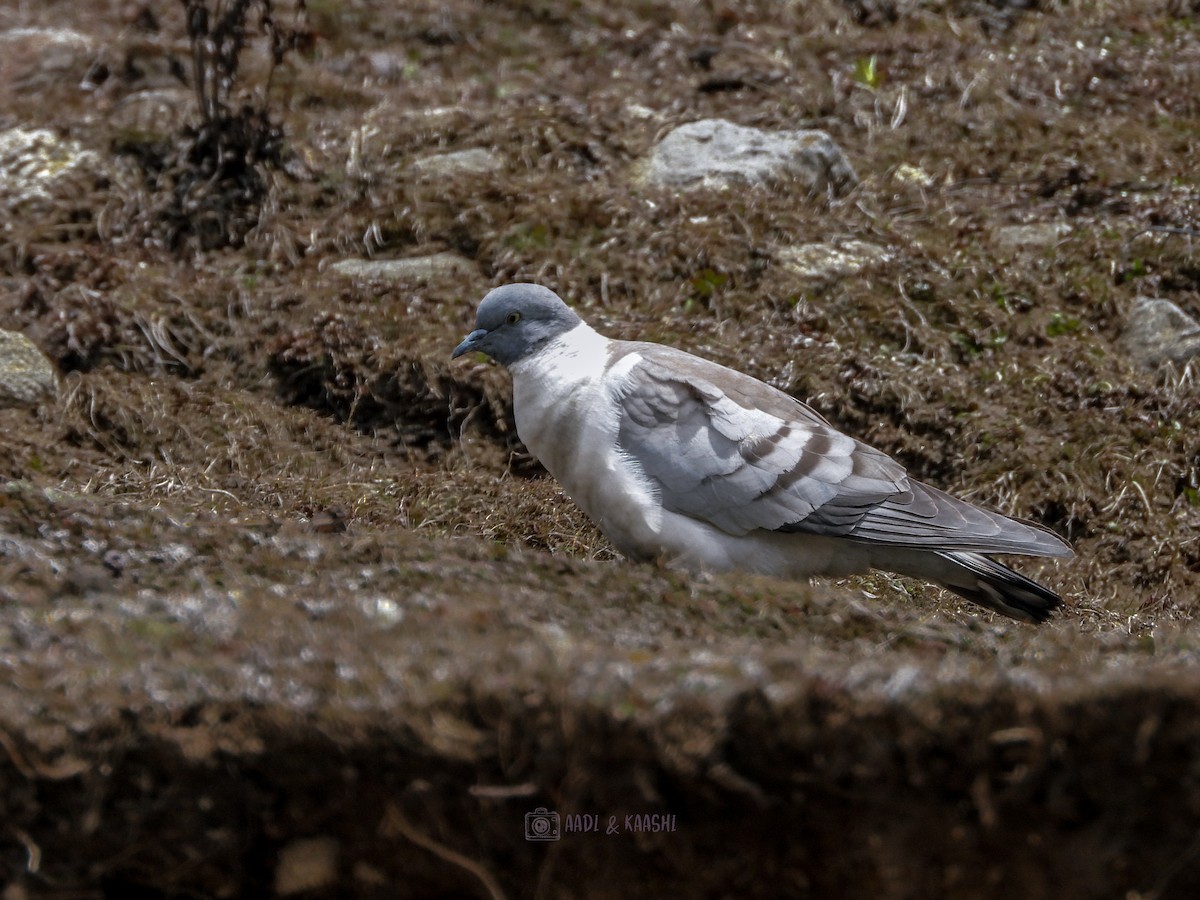 Pigeon des neiges - ML620201335