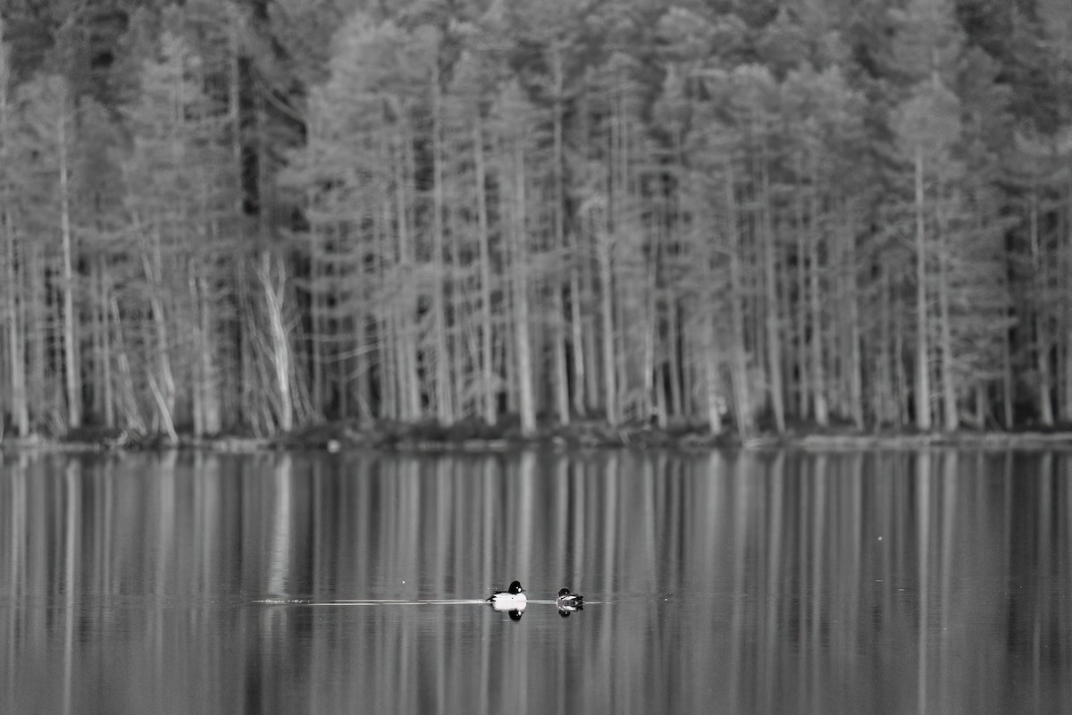 Common Goldeneye - ML620201344