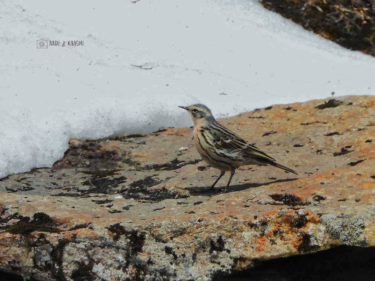 Rosy Pipit - ML620201353