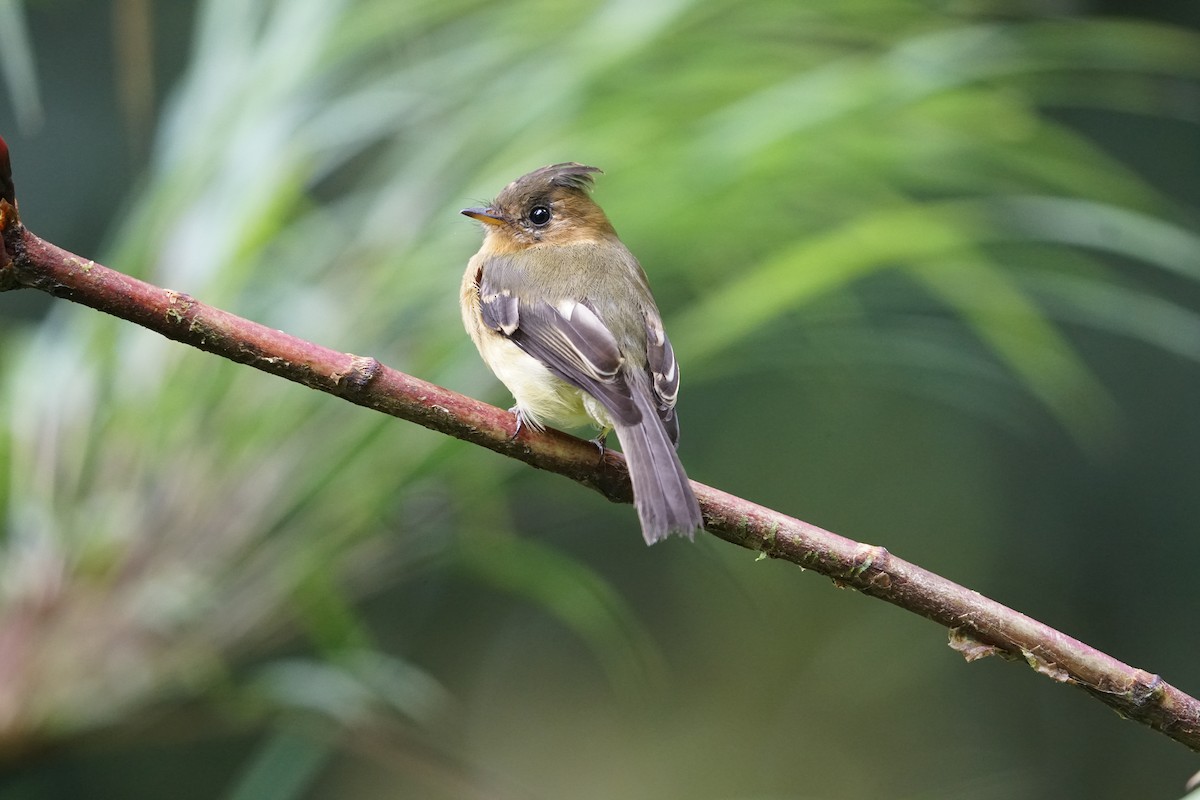 Tufted Flycatcher - ML620201355