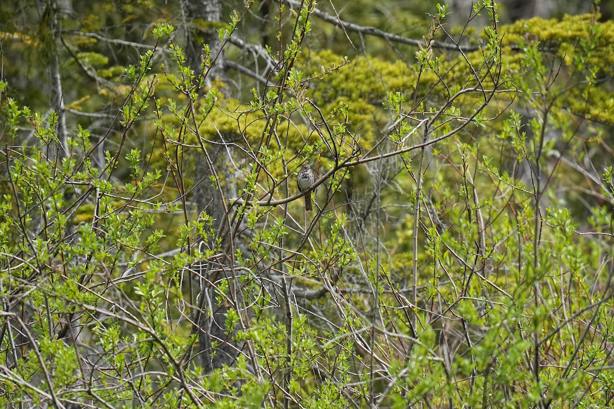 Fox Sparrow - ML620201363