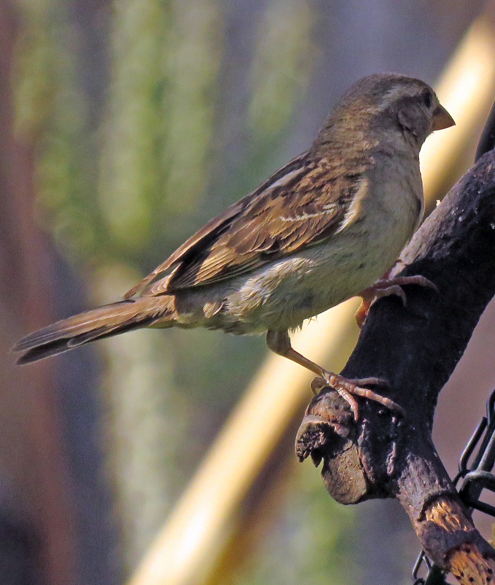 House Sparrow - ML620201368