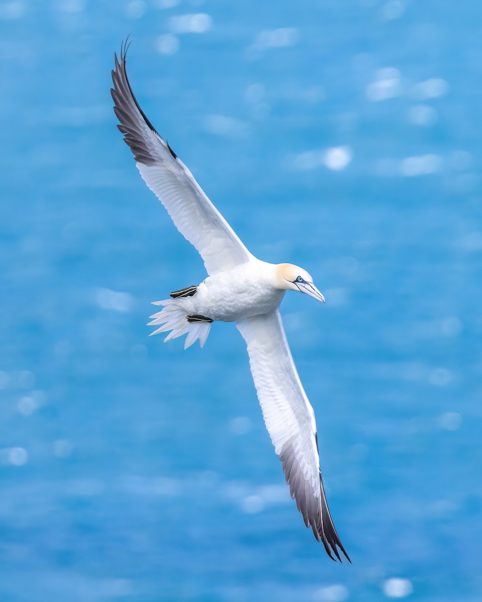 Northern Gannet - ML620201371