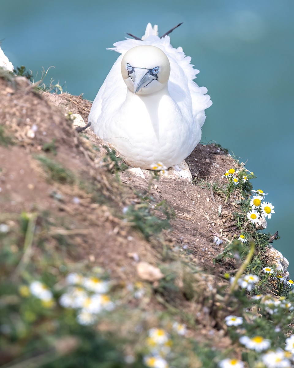 Northern Gannet - ML620201372