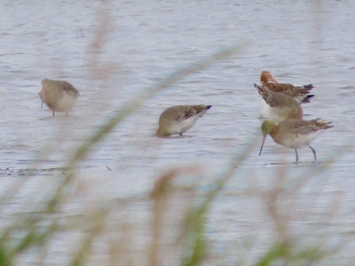 Black-tailed Godwit - ML620201375