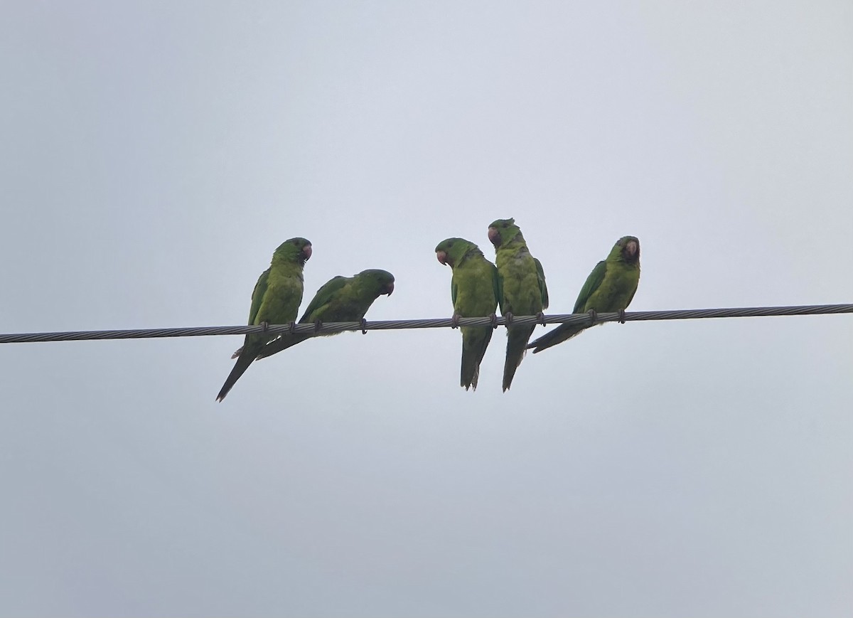 Meksika Yeşil Papağanı - ML620201377