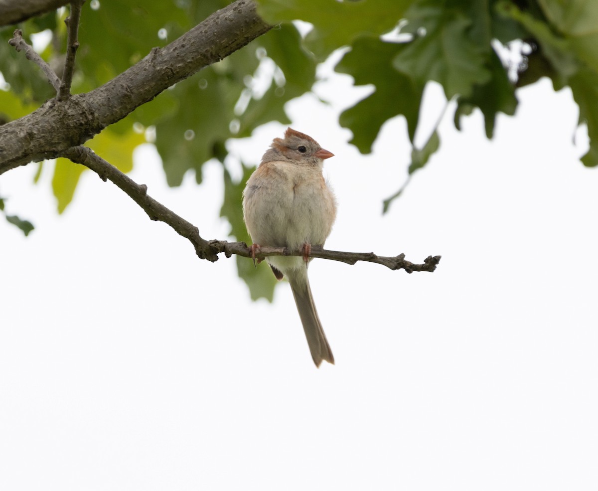 Field Sparrow - ML620201380