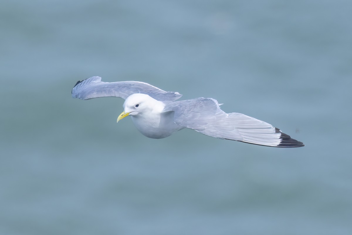 Black-legged Kittiwake - ML620201392