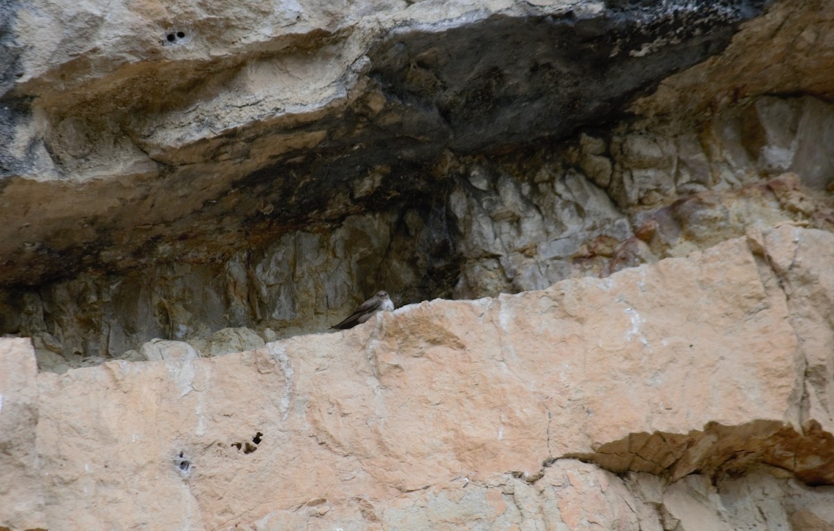 סנונית סלעים - ML620201396