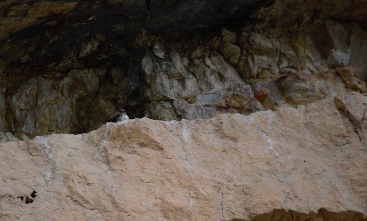 סנונית סלעים - ML620201397