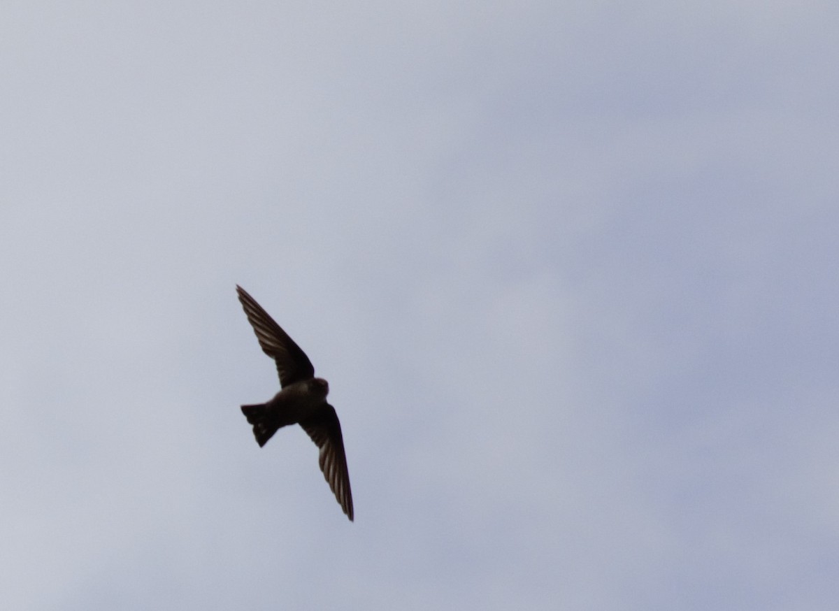 סנונית סלעים - ML620201398