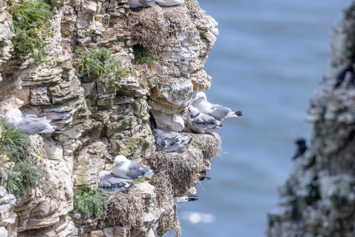 Black-legged Kittiwake - ML620201400