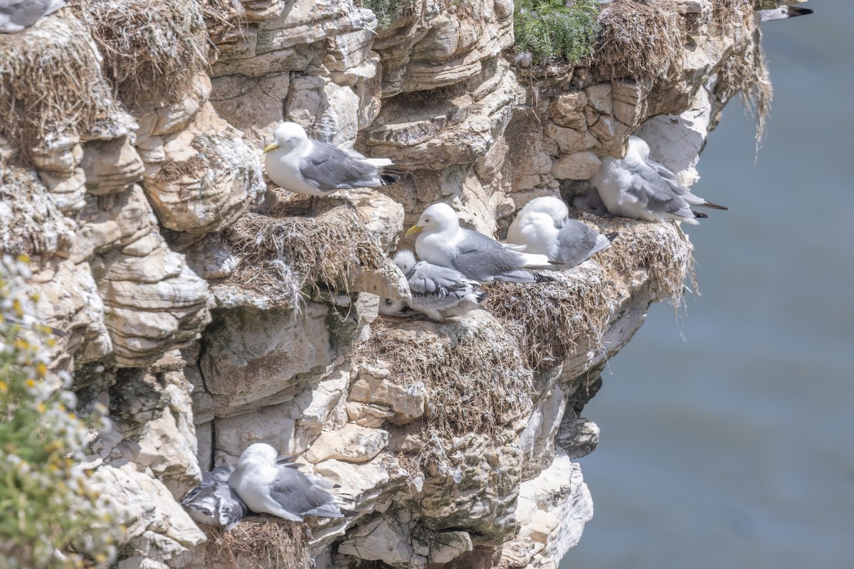 Black-legged Kittiwake - ML620201401