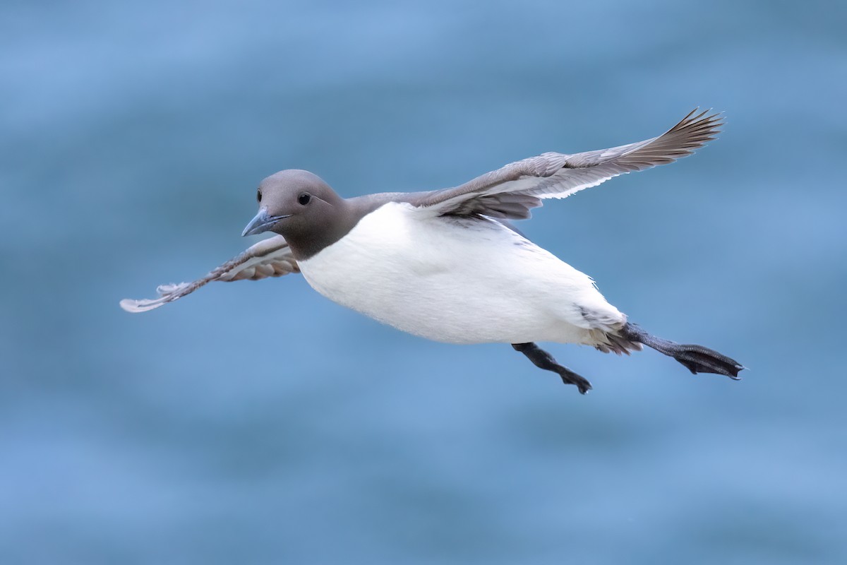 Common Murre - ML620201405