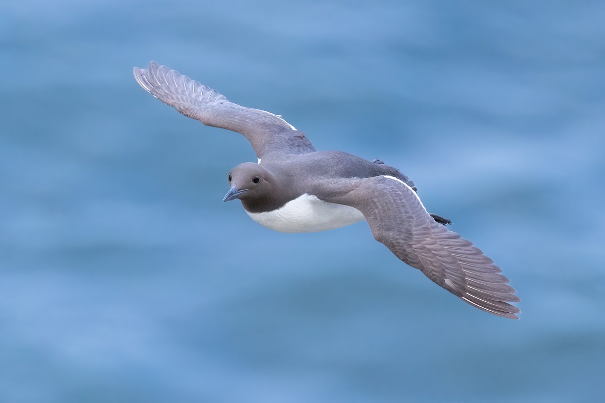 Common Murre - ML620201406