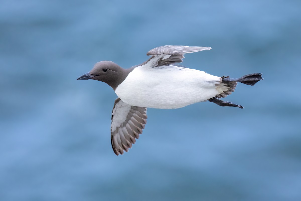 Guillemot marmette - ML620201407