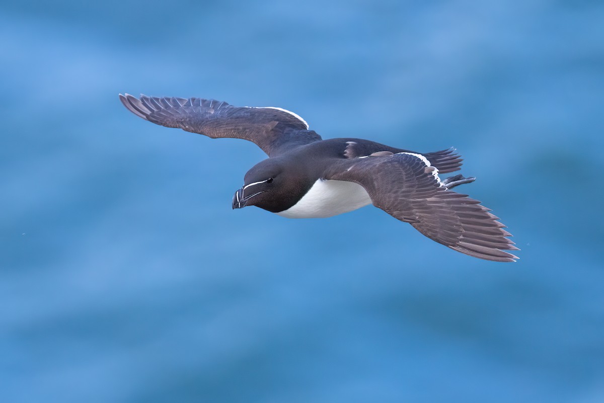 Razorbill - ML620201419