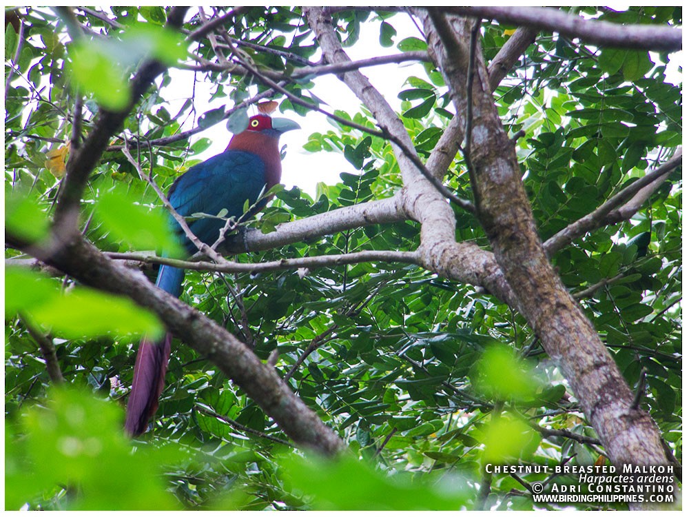 Chestnut-breasted Malkoha - ML620201422