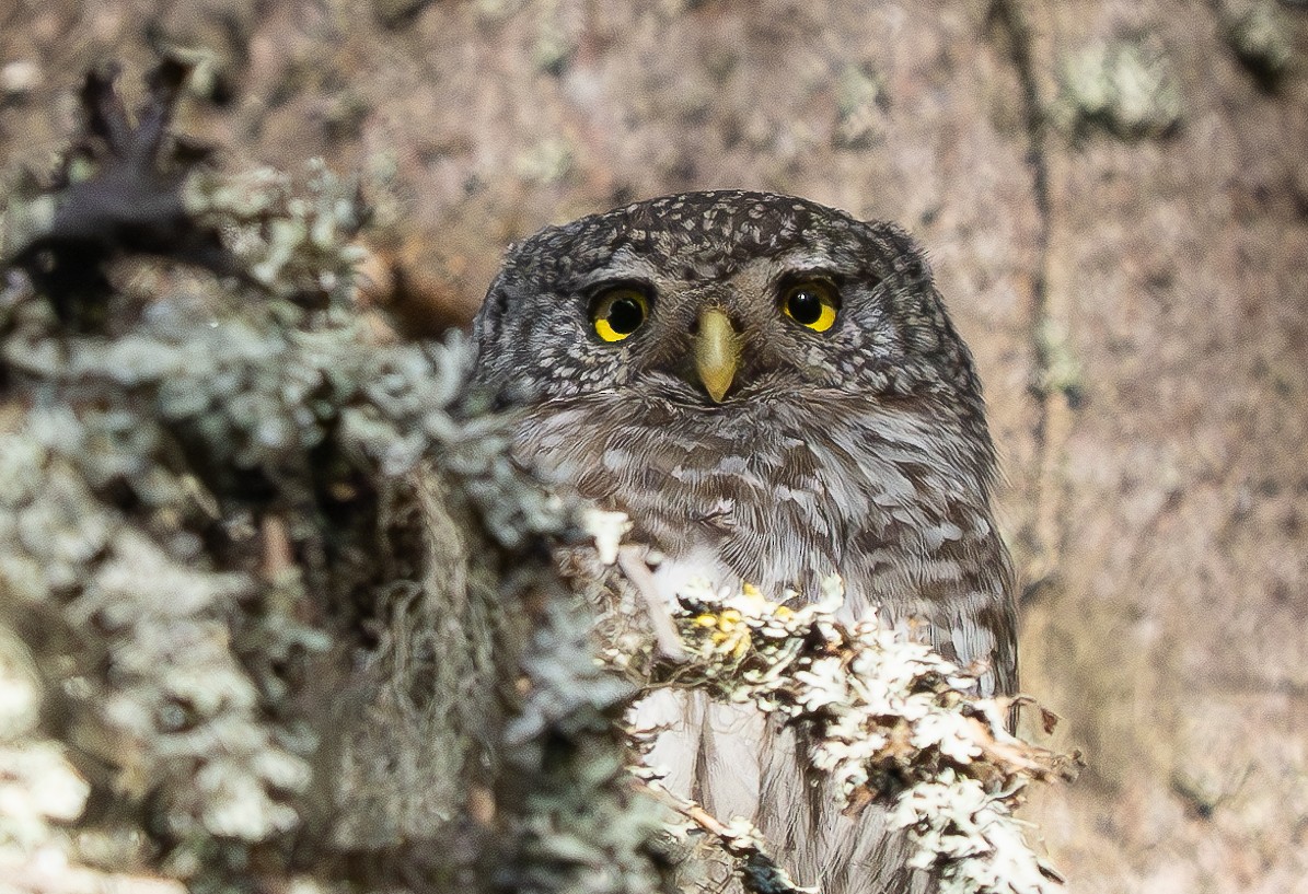 Eurasian Pygmy-Owl - ML620201427