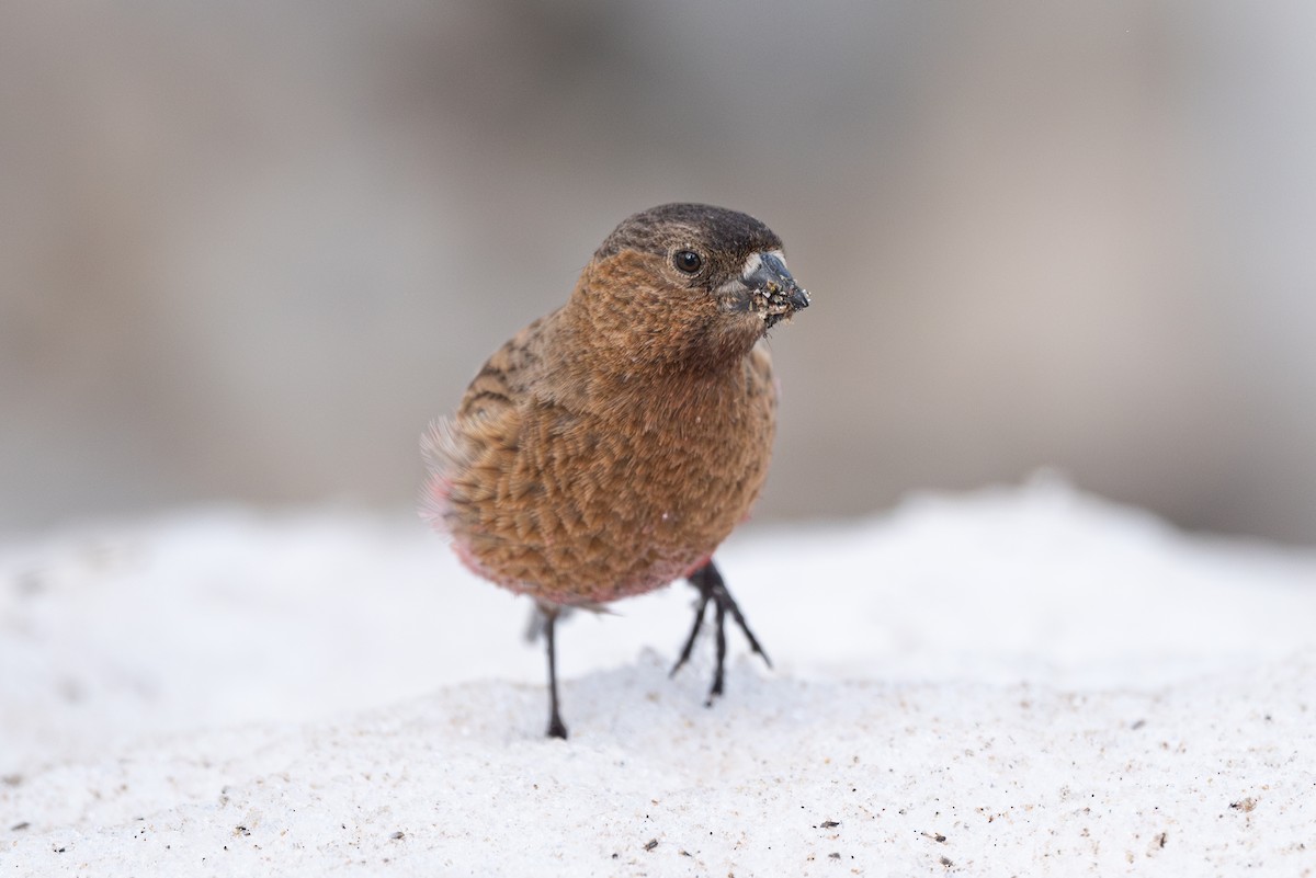 Brown-capped Rosy-Finch - ML620201429