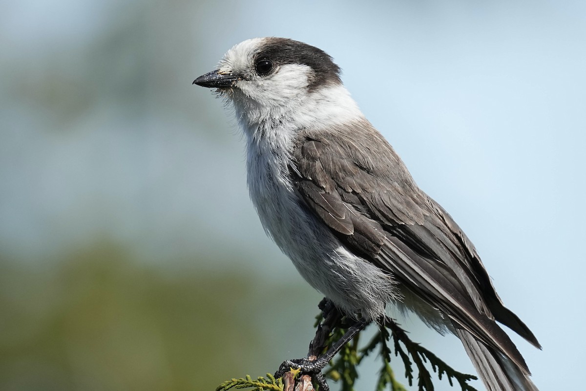 Canada Jay - ML620201430