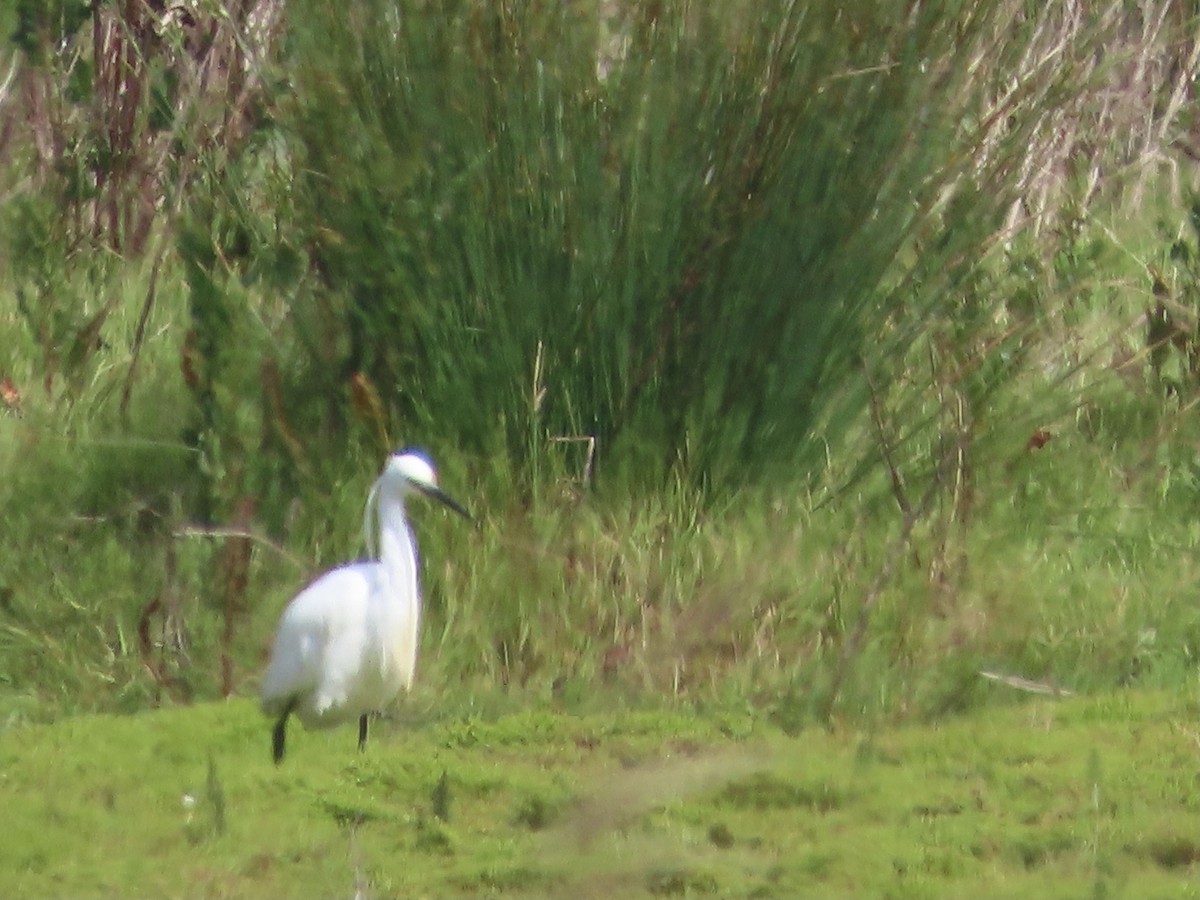 Little Egret - ML620201433