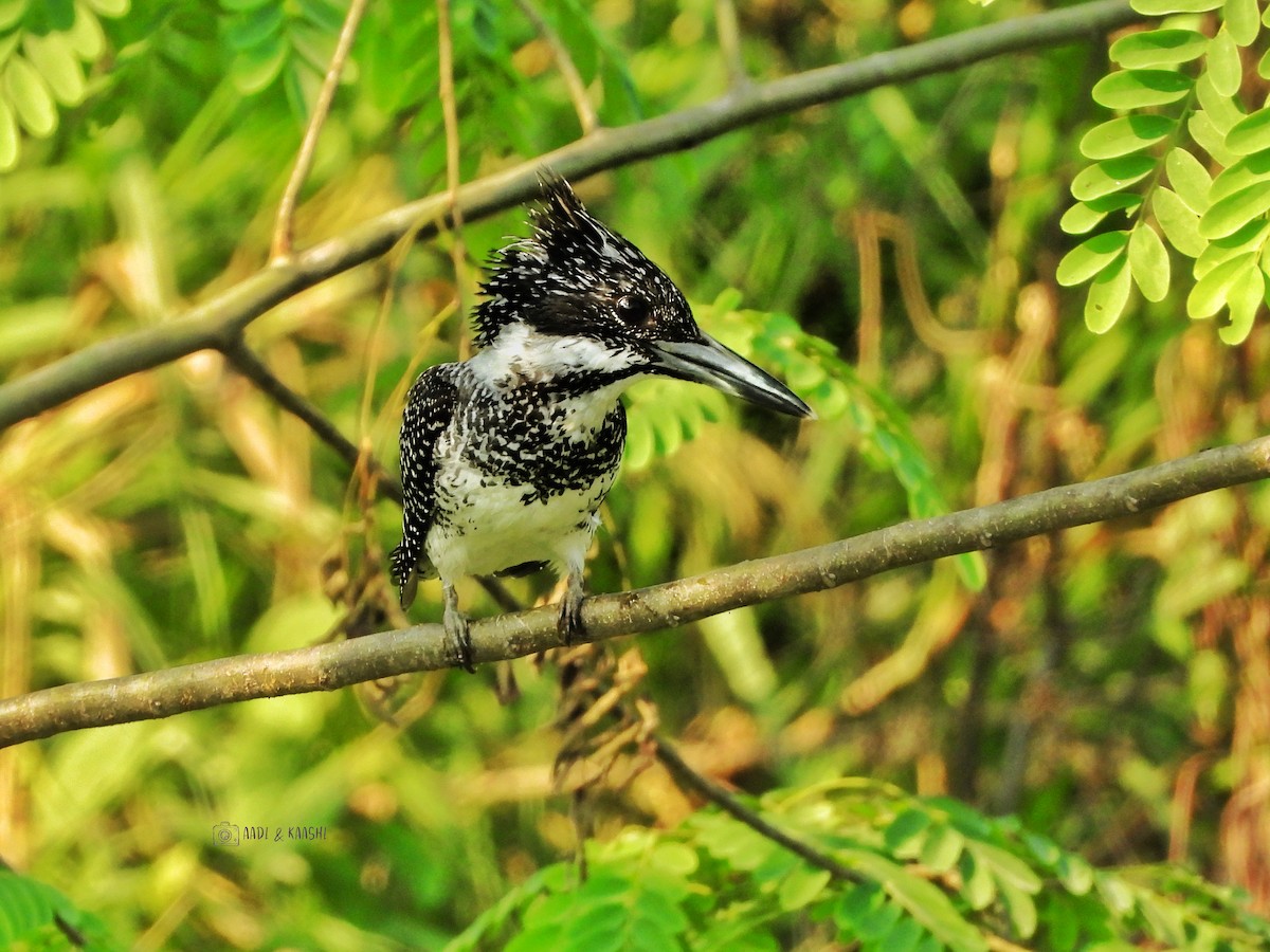 Crested Kingfisher - ML620201439